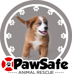 A brown and white puppy runs forward on a gray background, framed by a circular border with paw prints and the PawSafe logo at the bottom.