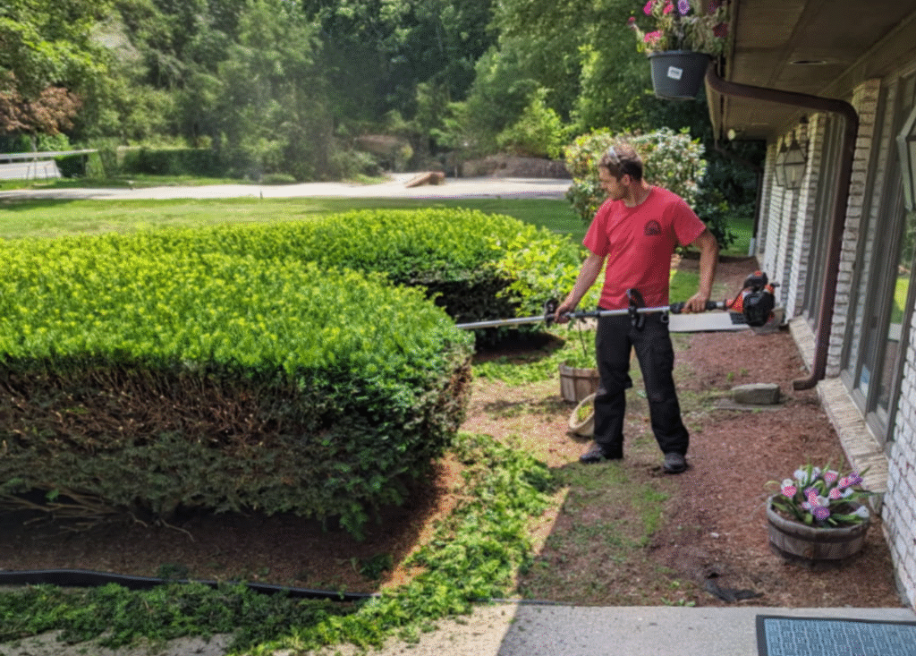 A man in a red shirt trims a large green hedge outside a building on a sunny day, with clippings scattered on the ground.